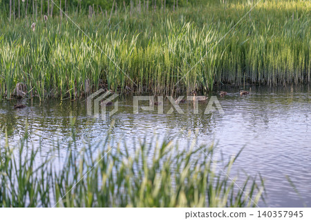 Wetland habitat overview. Marshy area with reeds environment. Shallow water among dense grass reeds. Swampy water surrounded by thick vegetation and gentle motion Wetland habitat overview. Marshy area with reeds environment. Shallow water among dense grass reeds. Swampy water surrounded by thick vegetation and gentle motion 140357945
