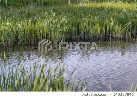 Morning water shimmer. Serene early light ripples. Calm dawn with glistening water and dewy grasses. Peaceful morning scene featuring shimmering ripples and cool tones at pond Morning water shimmer. Serene early light ripples. Calm dawn with glistening water and dewy grasses. Peaceful morning scene featuring shimmering ripples and cool tones at pond 140357946