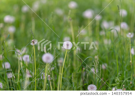Closeup of blooming dandelion seed. Soft focus on delicate dandelion seed in field. Peaceful image depicting single dandelion seed with soft background and glowing filaments Closeup of blooming dandelion seed. Soft focus on delicate dandelion seed in field. Peaceful image depicting single dandelion seed with soft background and glowing filaments 140357954