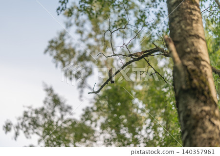 Serene bird resting on slender tree limb. Calm bird sitting on delicate forest branch during dawn. Peaceful scene of small bird perched on thin tree branch at sunrise Serene bird resting on slender tree limb. Calm bird sitting on delicate forest branch during dawn. Peaceful scene of small bird perched on thin tree branch at sunrise 140357961