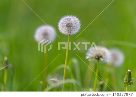 Dandelion seed closeup. Sharp central disc surrounded by fragile delicate filaments showcased. Intricate seed head of dandelion highlighting fine textures and pastel hues Dandelion seed closeup. Sharp central disc surrounded by fragile delicate filaments showcased. Intricate seed head of dandelion highlighting fine textures and pastel hues 140357977