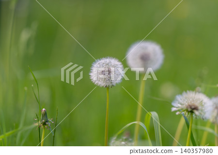Dandelion seed heads in sunlit meadow, soft green background with two prominent puffballs, warm golden light and shallow depth of field conveying peace and calm Dandelion seed heads in sunlit meadow, soft green background with two prominent puffballs, warm golden light and shallow depth of field conveying peace and calm 140357980