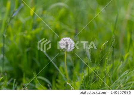 Spherical seed arrangements produce rhythmic textures across field. Repeated dandelion seed formations and grasses generate harmonious natural visual pattern in meadow Spherical seed arrangements produce rhythmic textures across field. Repeated dandelion seed formations and grasses generate harmonious natural visual pattern in meadow 140357986