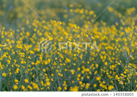 Wide buttercup sweep creating golden texture with soft horizon, evening hush and contemplative landscape mood, muted greens and yellows for serene editorial use Wide buttercup sweep creating golden texture with soft horizon, evening hush and contemplative landscape mood, muted greens and yellows for serene editorial use 140358005