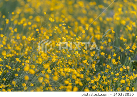 Subtle yellow floral motif for branding. Smooth buttercup themed texture with recurring yellow elements ideal for creative branding and seamless pattern creation Subtle yellow floral motif for branding. Smooth buttercup themed texture with recurring yellow elements ideal for creative branding and seamless pattern creation 140358030