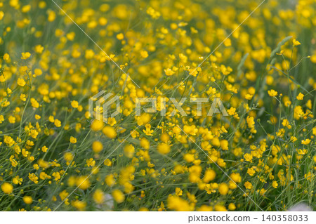 Breezy buttercup meadow with blurred motion, stems leaning in wind and scattered seedheads, dynamic summer energy for lifestyle and seasonal campaigns, natural movement captured Breezy buttercup meadow with blurred motion, stems leaning in wind and scattered seedheads, dynamic summer energy for lifestyle and seasonal campaigns, natural movement captured 140358033