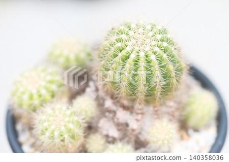 Cactus planted in pot Cactus planted in pot 140358036