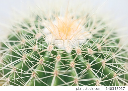 Up cactus Up cactus 140358037