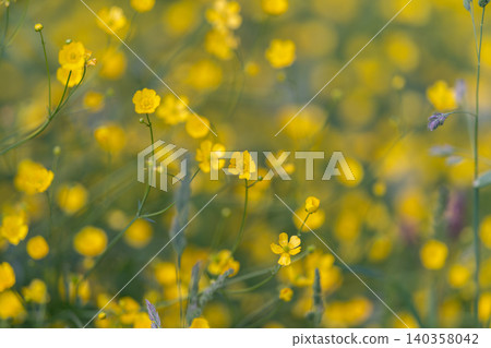 Bright floral display. Sunlit buttercup with gentle background. Dewcovered flower in soft morning glow. Delicate yellow blossom under tranquil sunrise illumination Bright floral display. Sunlit buttercup with gentle background. Dewcovered flower in soft morning glow. Delicate yellow blossom under tranquil sunrise illumination 140358042