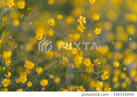 Springtime blooms in gentle hue. Fresh green shoots and delicate blossoms awaken at sunrise. Peaceful countryside scene with lush grass and blooming buds under morning light Springtime blooms in gentle hue. Fresh green shoots and delicate blossoms awaken at sunrise. Peaceful countryside scene with lush grass and blooming buds under morning light 140358044