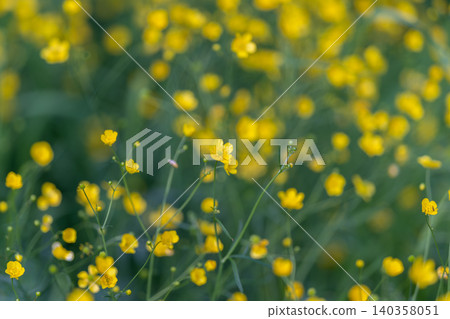 Sunrise illuminates tender flower field. Gentle morning light bathes blooming meadow scene. Peaceful sunrise shining upon delicate blossoms in tranquil field of flowers Sunrise illuminates tender flower field. Gentle morning light bathes blooming meadow scene. Peaceful sunrise shining upon delicate blossoms in tranquil field of flowers 140358051