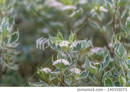 Serene foliage and soft floral arrangements. Relaxing botanical environment with variegated leaves and soothing floral groupings promoting tranquility and mindfulness Serene foliage and soft floral arrangements. Relaxing botanical environment with variegated leaves and soothing floral groupings promoting tranquility and mindfulness 140358073