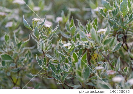 Macro sprig of variegated leaves showing delicate clusters of buds and serrated margins, clinical clarity for botanical research, plant catalogs, or educational content Macro sprig of variegated leaves showing delicate clusters of buds and serrated margins, clinical clarity for botanical research, plant catalogs, or educational content 140358085