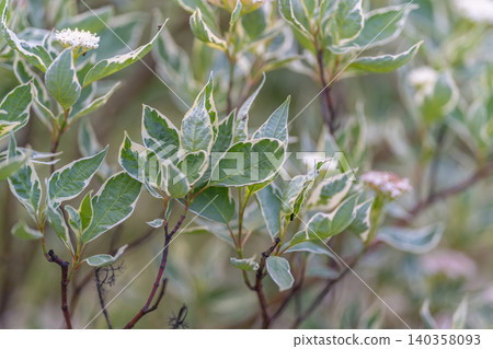 Softfocused natural plant illustration. Impressionistic design featuring layered botanical shapes. Artistic portrayal of nature with blurred foliage and gentle light effects Softfocused natural plant illustration. Impressionistic design featuring layered botanical shapes. Artistic portrayal of nature with blurred foliage and gentle light effects 140358093