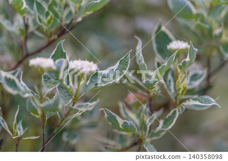 Emerging buds signal renewal. Vivid springtime change on multicolored shrub. Transition of late spring is visible through vibrant buds and delicate floral emergence 140358098