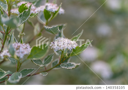 Colorful bush scene. Multicolored shrub situated within wild landscape environment. Diverse flowering shrub located in untamed garden surroundings with pollinator attraction Colorful bush scene. Multicolored shrub situated within wild landscape environment. Diverse flowering shrub located in untamed garden surroundings with pollinator attraction 140358105