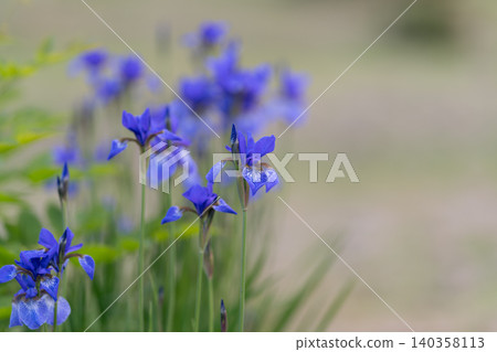 Bright flowers in serene setting. Vivid iris surrounded by green leaves and blooming buds. Lively iris among dense foliage with soft morning illumination and fresh colors Bright flowers in serene setting. Vivid iris surrounded by green leaves and blooming buds. Lively iris among dense foliage with soft morning illumination and fresh colors 140358113