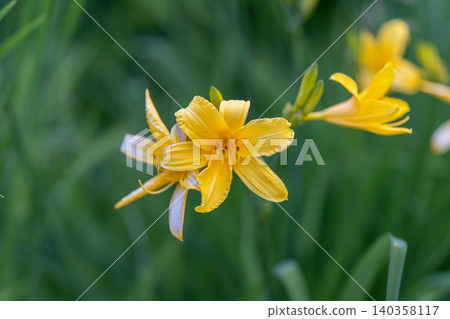 Gentle floral scene. Tranquil meadow with blooming irises captured naturally. Idyllic countryside scene featuring cluster of delicate irises softly illuminated by daylight 140358117