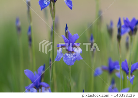 Calm dusk blooms. Tranquil evening glow bathes bright purple irises gracefully in light. Peaceful twilight ambiance enhances vivid beauty of purple iris flowers in evening Calm dusk blooms. Tranquil evening glow bathes bright purple irises gracefully in light. Peaceful twilight ambiance enhances vivid beauty of purple iris flowers in evening 140358129