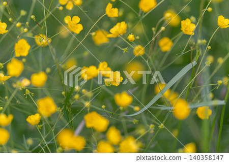 Detailed flower closeup. Bright yellow buttercup petals detailed. Highly focused photograph capturing buttercup petals with intricate textures and vibrant coloration Detailed flower closeup. Bright yellow buttercup petals detailed. Highly focused photograph capturing buttercup petals with intricate textures and vibrant coloration 140358147