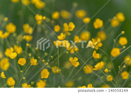 Colorful buttercup meadow offers adaptable imagery for various uses. Rich yellow buttercup field supplies flexible background visuals for multiple media platforms and campaigns 140358149