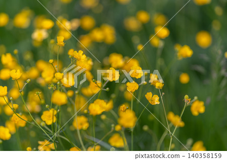 Vivid buttercup groupings promote biodiversity and add natural beauty. Colorful buttercup groupings create thriving environment for pollinators and ecological diversity Vivid buttercup groupings promote biodiversity and add natural beauty. Colorful buttercup groupings create thriving environment for pollinators and ecological diversity 140358159