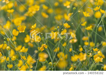 Simple flower presentation. Minimalist buttercup image with clean empty space. Streamlined depiction of buttercup with minimal background and contemporary visual appeal Simple flower presentation. Minimalist buttercup image with clean empty space. Streamlined depiction of buttercup with minimal background and contemporary visual appeal 140358182