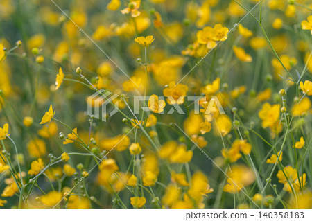 Golden hour blossoms convey calmness. Serene landscape with warm sunlight illuminating delicate flowers. Peaceful meadow bathed in golden rays highlighting tiny blooming flowers Golden hour blossoms convey calmness. Serene landscape with warm sunlight illuminating delicate flowers. Peaceful meadow bathed in golden rays highlighting tiny blooming flowers 140358183