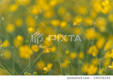 Buttercup meadow bathed in sunlight, shallowfocus field of tiny yellow crowfoot blossoms, airy bokeh and delicate stems leaning in breeze for gentle floral mood Buttercup meadow bathed in sunlight, shallowfocus field of tiny yellow crowfoot blossoms, airy bokeh and delicate stems leaning in breeze for gentle floral mood 140358192