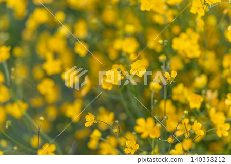 Warm buttercup design ideal for social media campaigns and branding. Rich petal and stem texture suitable as versatile background for various marketing materials Warm buttercup design ideal for social media campaigns and branding. Rich petal and stem texture suitable as versatile background for various marketing materials 140358212