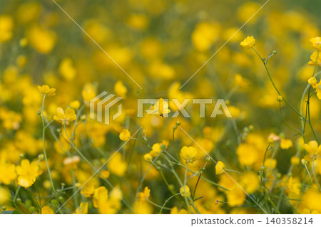Clean line botanical artwork featuring isolated flowers and empty backgrounds. Contemporary floral composition emphasizing simplicity and negative space ideal for product packaging Clean line botanical artwork featuring isolated flowers and empty backgrounds. Contemporary floral composition emphasizing simplicity and negative space ideal for product packaging 140358214