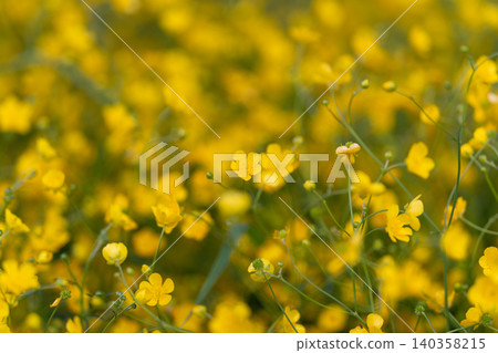 Radiant flowerfilled pasture attracting buzzing insects in summer. Luminous wildflower meadow thriving with nectarproducing plants and busy pollinators during warm months Radiant flowerfilled pasture attracting buzzing insects in summer. Luminous wildflower meadow thriving with nectarproducing plants and busy pollinators during warm months 140358215