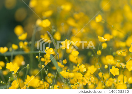 Sunrise over gentle blooms. Serene field bathed in early sunlight. Calm landscape featuring sunny morning light illuminating delicate plant stems and vibrant blossoms Sunrise over gentle blooms. Serene field bathed in early sunlight. Calm landscape featuring sunny morning light illuminating delicate plant stems and vibrant blossoms 140358220