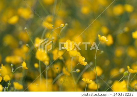 Bloom with dew and slender stems. Dewladen buttercup cluster with delicate petals. Closeup image capturing dew on buttercup flowers with soft background and sharp focus Bloom with dew and slender stems. Dewladen buttercup cluster with delicate petals. Closeup image capturing dew on buttercup flowers with soft background and sharp focus 140358222
