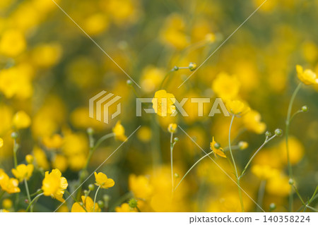 Golden buttercup field with airy stems and warm ambiance. Vivid summer scene featuring dense carpet of golden buttercups under warm glow for visual presentations Golden buttercup field with airy stems and warm ambiance. Vivid summer scene featuring dense carpet of golden buttercups under warm glow for visual presentations 140358224