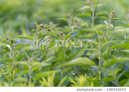 Natural herbal remedy scene. Rustic setting with edible plant associations. Rustic natural scene showcasing medicinal herbs related to health and foraging traditions 140358243