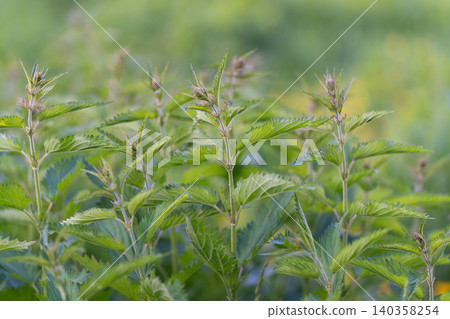 Rich plant environment. Thick wild nettle growth amid scattered seed pods. Thick cluster of stinging nettles with dispersed seed structures and soft background lighting Rich plant environment. Thick wild nettle growth amid scattered seed pods. Thick cluster of stinging nettles with dispersed seed structures and soft background lighting 140358254