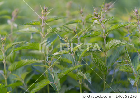 Morning botanical scene. Soft focus macro of morning glistening green foliage. Detailed view capturing dew drops on serrated leaves during early morning sunlight Morning botanical scene. Soft focus macro of morning glistening green foliage. Detailed view capturing dew drops on serrated leaves during early morning sunlight 140358256