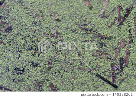 Closeup of water plant textures. Serene wetland scene with plant detail. Natural aquatic environment showcasing dense green floating vegetation and ecological richness Closeup of water plant textures. Serene wetland scene with plant detail. Natural aquatic environment showcasing dense green floating vegetation and ecological richness 140358261