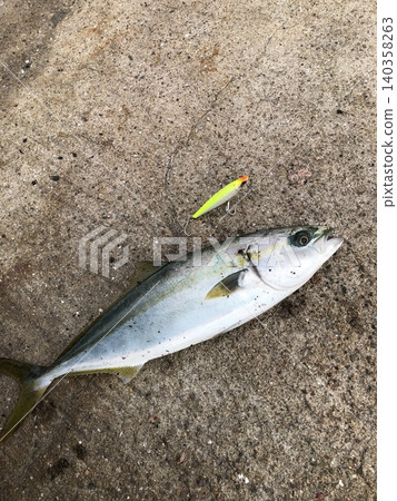 我用路亞釣到的第一條魚 我用路亞釣到的第一條魚 140358263