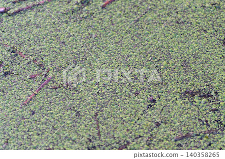 Calm water covered with tiny plants and subtle ripples lightly reflected. Tranquil natural image depicting duckweedcovered water surface with detailed textures and gentle lighting Calm water covered with tiny plants and subtle ripples lightly reflected. Tranquil natural image depicting duckweedcovered water surface with detailed textures and gentle lighting 140358265