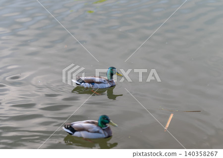 Pair mallards gliding across pond near small floating twig, synchronized movement, gentle ripples, muted palette, social interaction, calm water surface, natural behavior study Pair mallards gliding across pond near small floating twig, synchronized movement, gentle ripples, muted palette, social interaction, calm water surface, natural behavior study 140358267