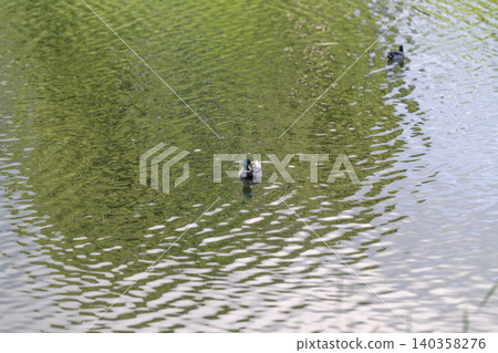 Birds glide peacefully. Graceful fowl drift on water. Silent water birds move peacefully today. Calm pond hosts gentle feathered creatures floating quietly around 140358276