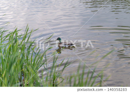 Ducklings crossing water. Mallard guides tiny ducklings. Male duck leads small ducklings through water. Gentle mallard shepherds tiny ducklings across pristine water surface 140358283