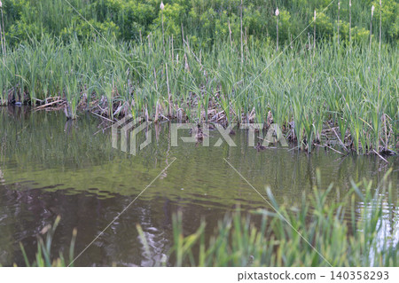 Peaceful marsh view. Serene wetland with distant birds. Calm water scene with ripples and ducks. Tranquil wetland landscape featuring muddy borders and gentle water flow 140358293