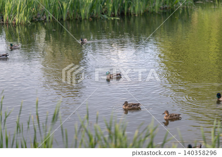 Gently floating mallards beneath lush green reflections and tranquil sky. Calm mallards drift silently across mirrorlike water reflecting green reeds and cloud highlights Gently floating mallards beneath lush green reflections and tranquil sky. Calm mallards drift silently across mirrorlike water reflecting green reeds and cloud highlights 140358296