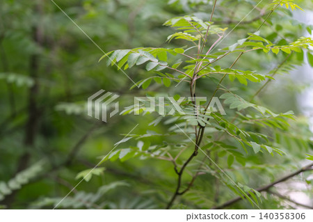 Fresh green leaves on delicate forest branch with soft bokeh background 140358306