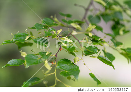 Slender birch branch with fresh green leaves and tiny buds in soft daylight Slender birch branch with fresh green leaves and tiny buds in soft daylight 140358317