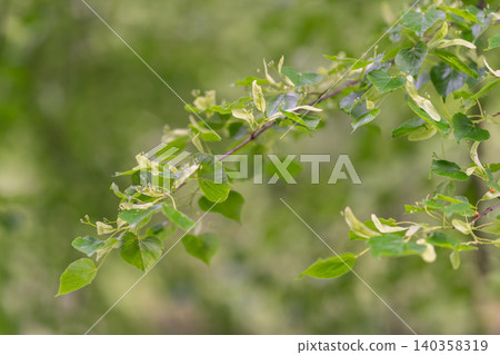 Diagonal tree branch with fresh spring leaves and buds against soft bokeh background Diagonal tree branch with fresh spring leaves and buds against soft bokeh background 140358319