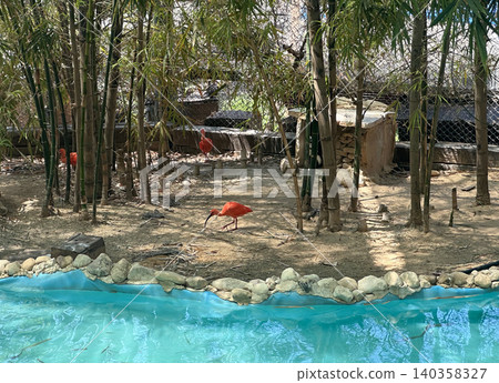 Scarlet ibis or red ibis (Eudocimus ruber) Scarlet ibis or red ibis (Eudocimus ruber) 140358327